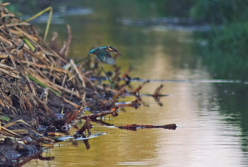 Kingfisher - Alcedo athis