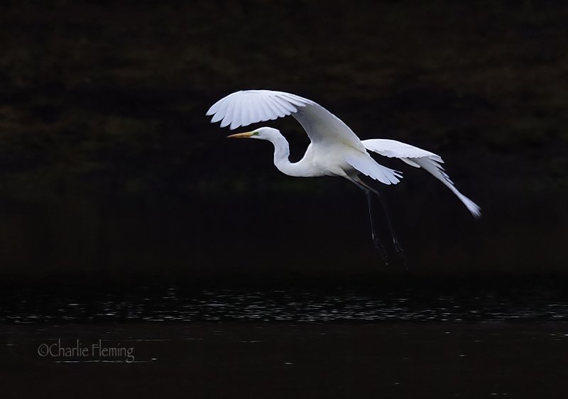 Great White Egret - Ardea alba