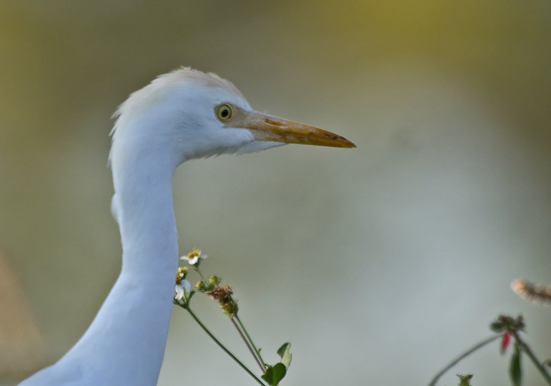 Cattle Egret -  Bulbulcus ibis