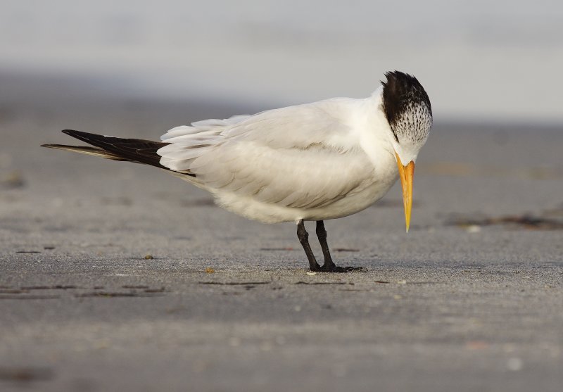 Royal Tern