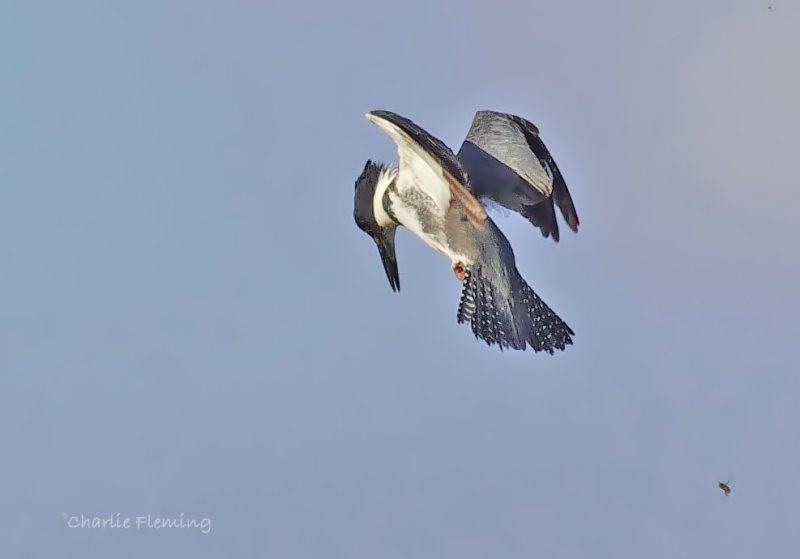 Belted Kingfisher -  Megaceryle alcyon