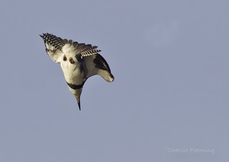 Belted Kingfisher -  Megaceryle alcyon