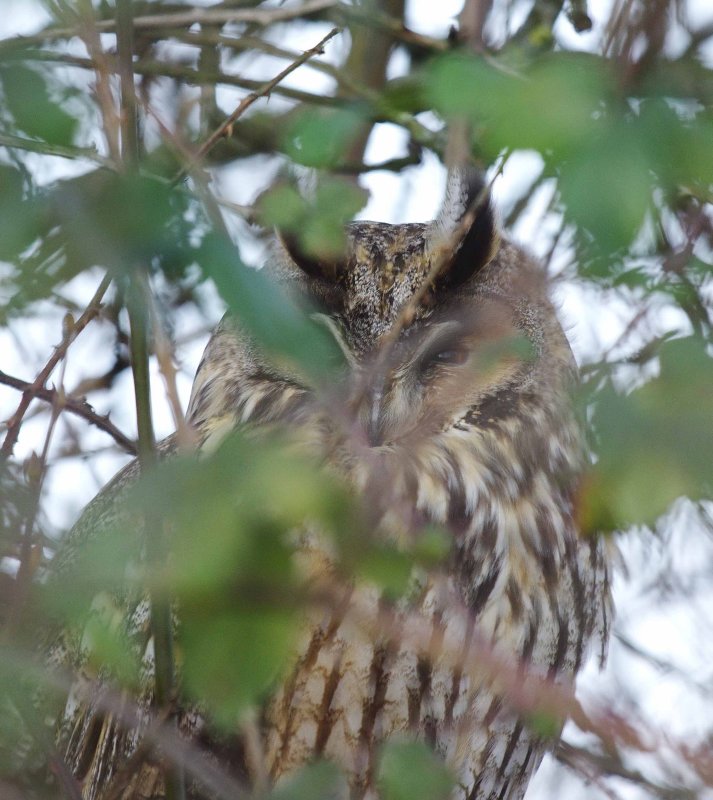 Long-eared Owl - Asio otus