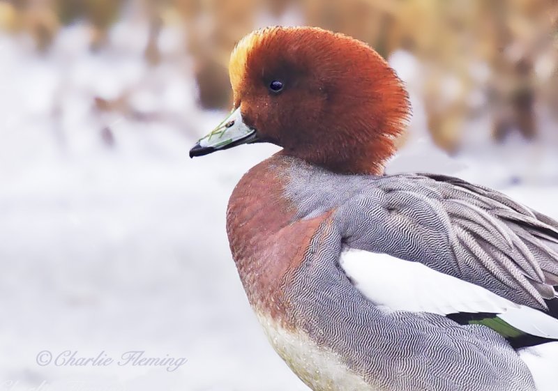 Widgeon - Anas penelope