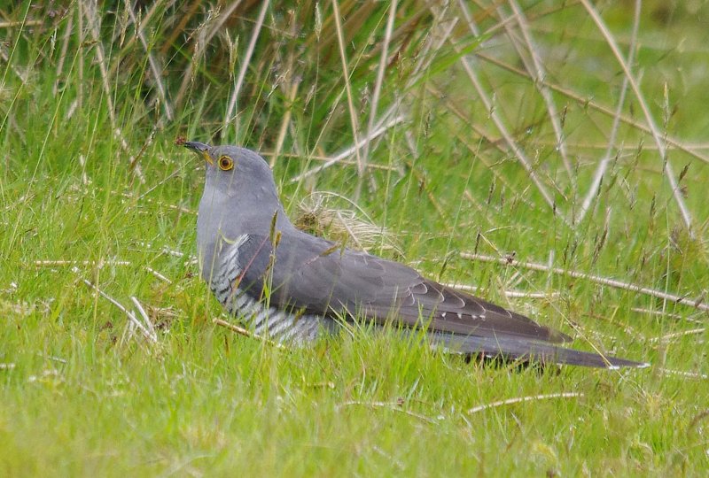 Cuckoo - Cuculus canorus 30