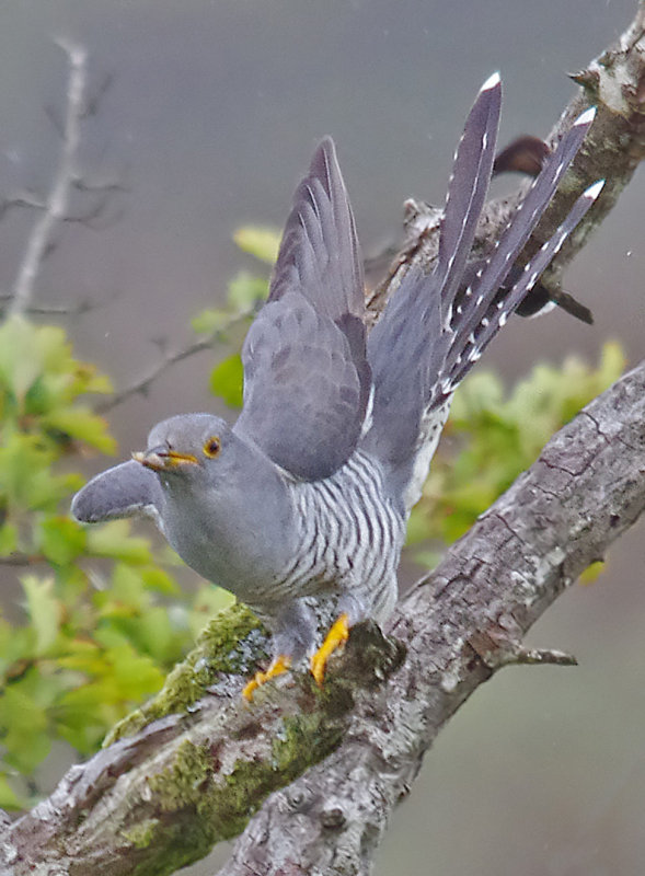 Cuckoo - Cuculus canorus 23