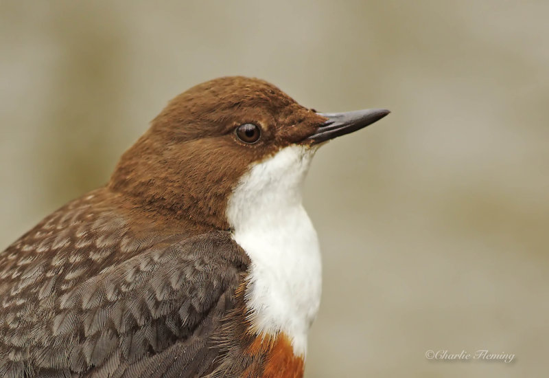 Dipper Cinclus cinclus