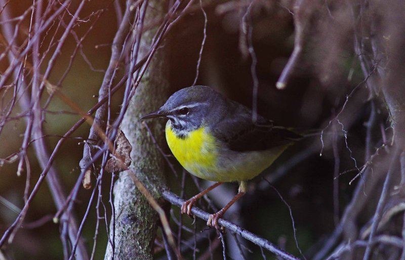 29 February and the Grey Wagtails take over the nest.