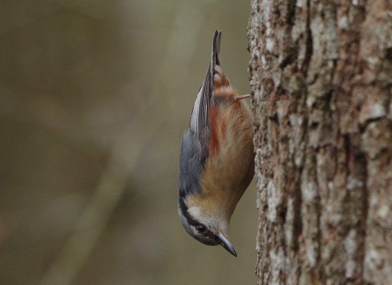 Nuthatch  - Sitta europaea