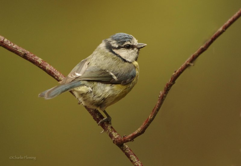 Blue Tit