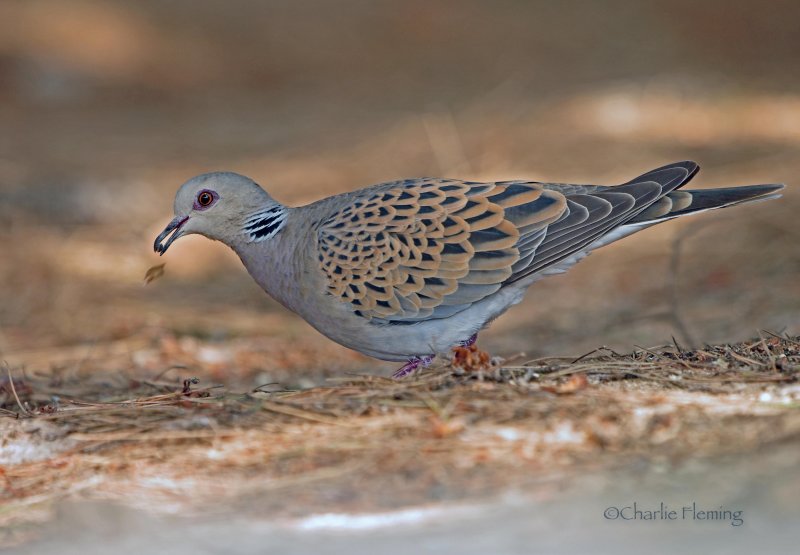 Turtle Dove - Streptopelia turtur