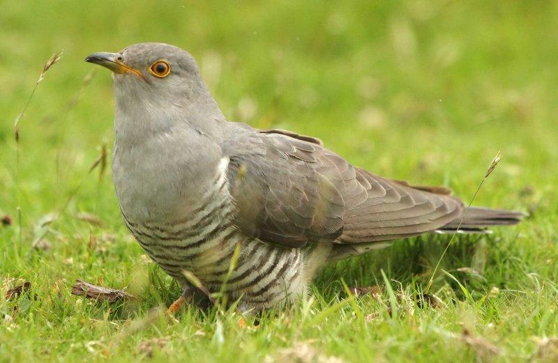 Cuckoo - Cuculus canorus