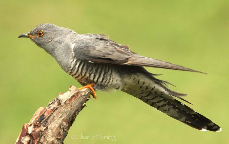 Cuckoo - Cuculus canorus