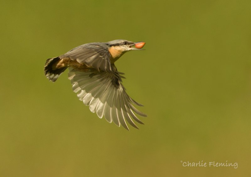 Nuthatch  - Sitta europaea