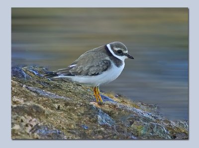Ringed Plover - Charadrius hiaticula