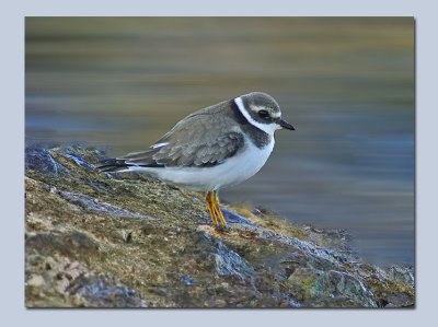 Ringed Plover - Charadrius hiaticula