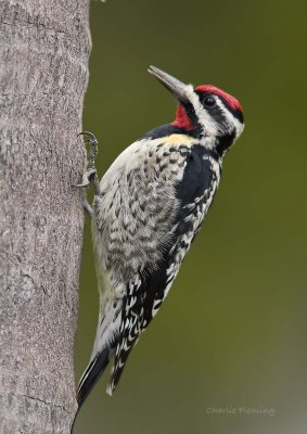 Yellow- bellied sapsucker