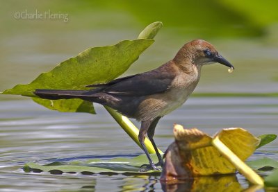 Boat Tailed Grackle - Quiscalus major