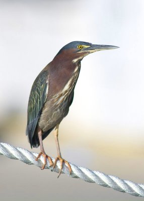 Green Heron - Butorides virescens