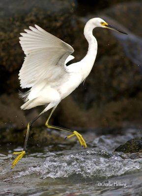  Snowy Egret - Egretta thula