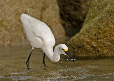  Snowy Egret (Egretta thula)