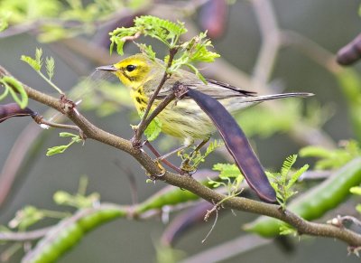 Prairie Warbler - Dendroica discolor