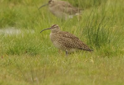 Whimbrel - Numenius phaeopus