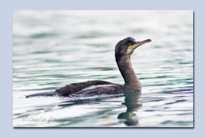 Shag - Phalacrocorax  aristotelis