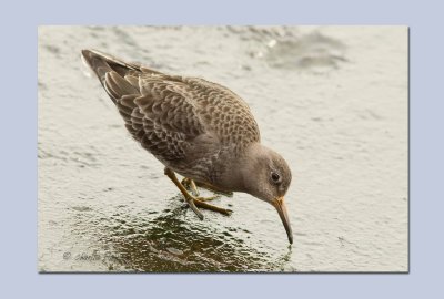 Purple Sandpiper - Calidris maratima