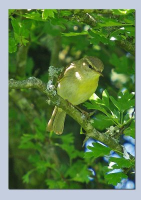 Wood Warbler - Phylloscopus sibilatrix