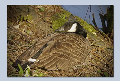 Canada Goose-Branta canadensis