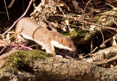 Stoat -  Mustela erminea