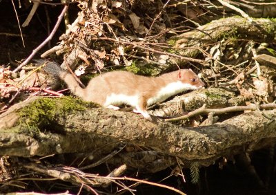 Stoat -  Mustela erminea