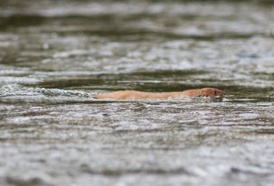 Stoat -  Mustela erminea