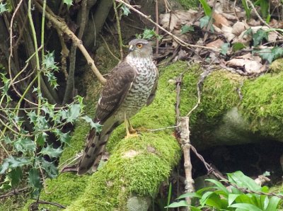 Sparrowhawk - Accipiter nisus