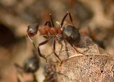 Southern Wood Ant - Formica rufa