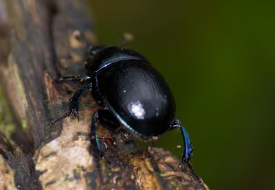 Dor Beetle - Geotrupes stercorarius