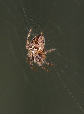 Garden Cross Spider - Araneus diadematus