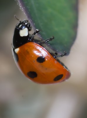 Sevenspot Ladybird - Cochinella punctata