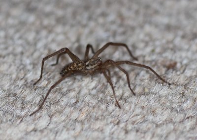 House Spider - Tegenaria domestica