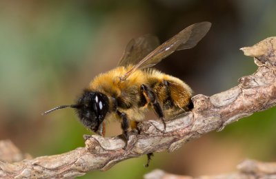 Mining Bee - Andrena nigroaenea