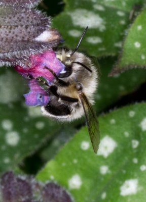 Hairy Footed Flower Bee - Anthophora plumipes