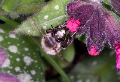 Hairy Footed Flower Bee - Anthophora plumipes