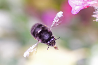 Hairy Footed Flower Bee - Anthophora plumipes