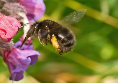 Hairy Footed Flower Bee - Anthophora plumipes