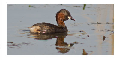 Little Grebe - Tachybaptus ruficollis