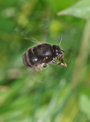 Hairy Footed Flower Bee - Anthophora plumipes