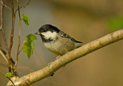 Coal Tit - Periparus ater