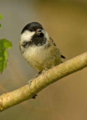 Coal Tit - Periparus ater