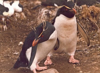 Rockhopper Penguins